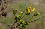 Kidneyleaf rosinweed